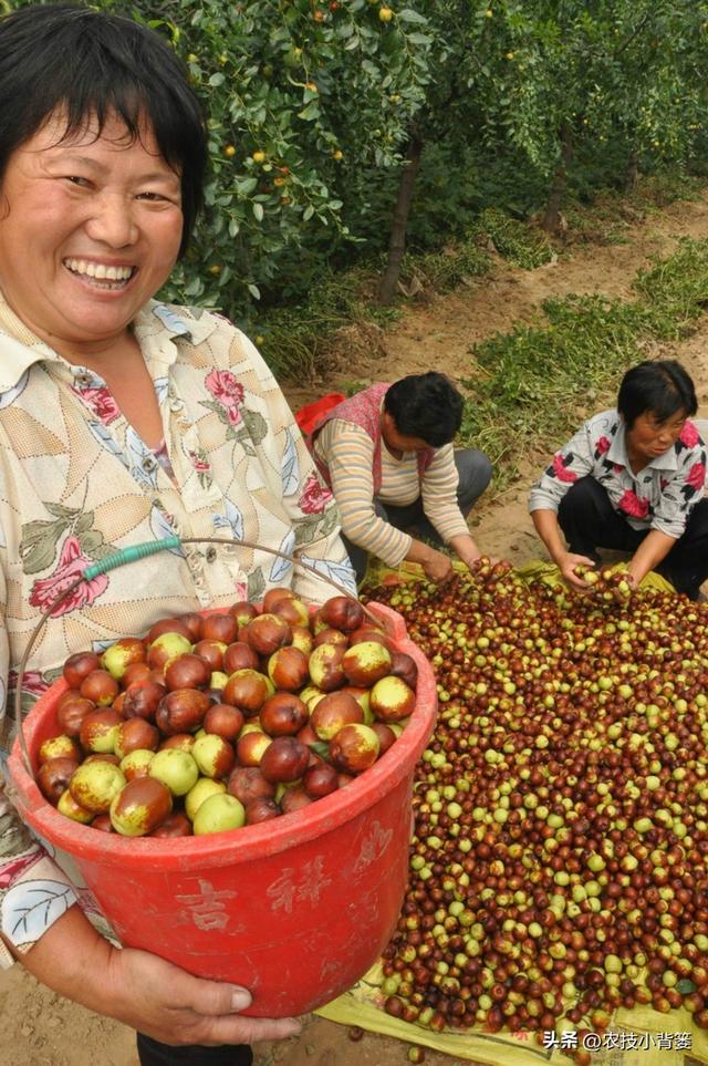 枣树开花结果少、落花落果多？学会这一招，满树大枣压枝头