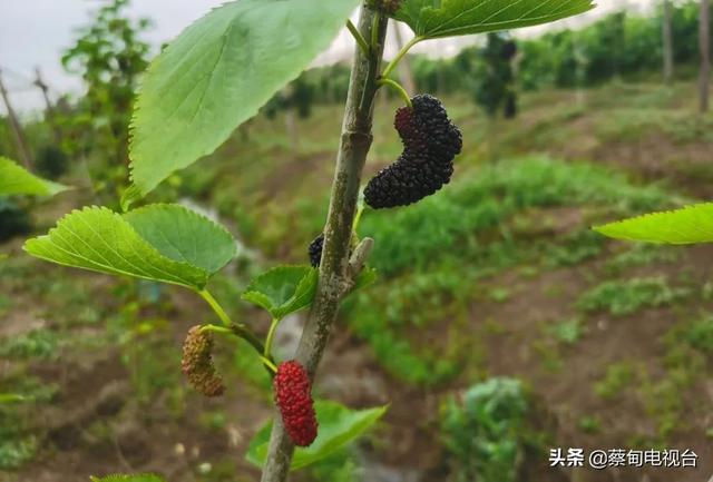 山东父子在武汉蔡甸种下的苗木“开花结果”了