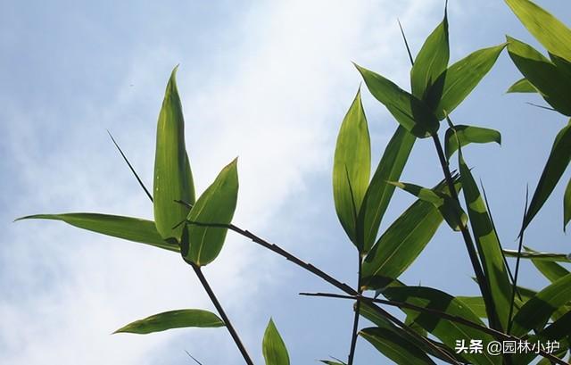 庭院竹子种植有门道，你还不知道？