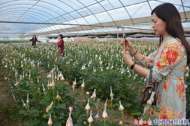 河南商水千亩玫瑰花香四溢竞芳菲