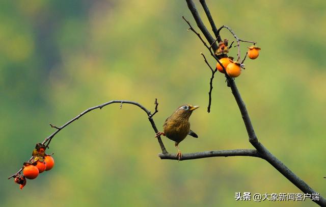 鲁山：红腹锦鸡戏秋色