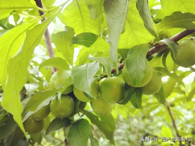 玉林市美食上线