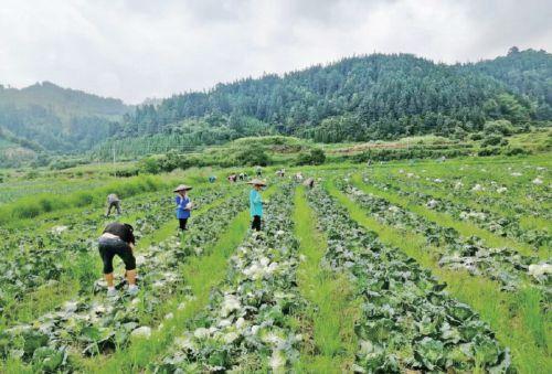 贵州省黎平县洪州坝区下温蔬菜基地喜迎丰收