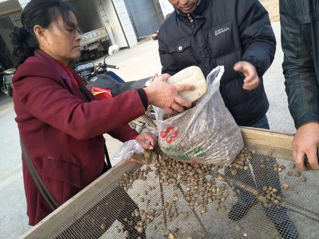 半夏 药材种植 农业创业好项目？ 锋哥告诉你实情