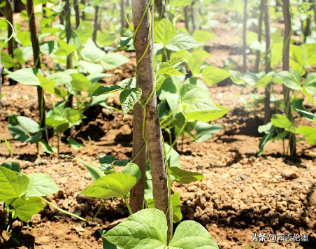 农村种植哪些中药材“钱”景好并且回本快？这3种药材是极佳选择