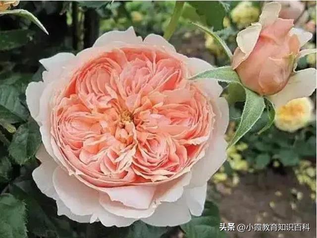 花中皇后月季花