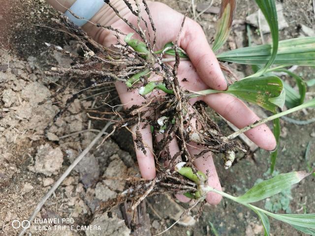 白及种植技术探讨