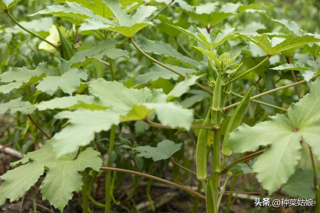 秋葵怎么种长得好结得多，怎么浇水施肥，什么时候种合适？