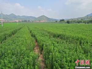 承德 种植(河北隆化县被认定为国家级区域性（中药材）良种繁育基地)