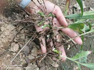 种植白芨种子(白及种植技术探讨)