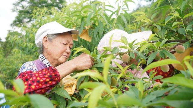 沿河：桃树挂满“致富果” 群众心头乐悠悠