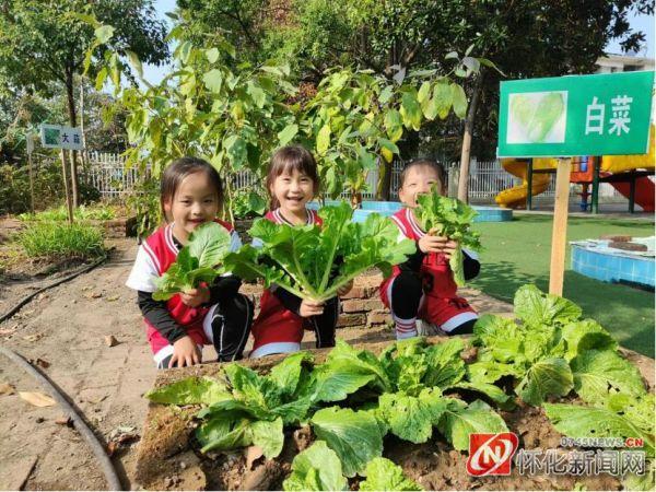 洪江区桂花园乡希望之星幼儿园：小小种植园，快乐大丰收