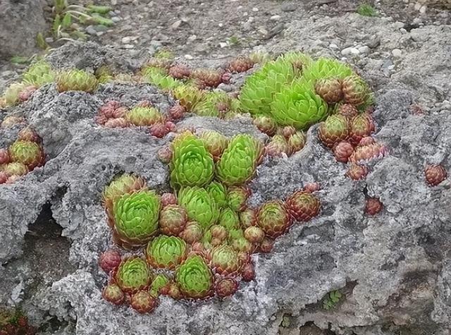 园艺界的收藏佳品——多肉植物的生长特性和栽培方法