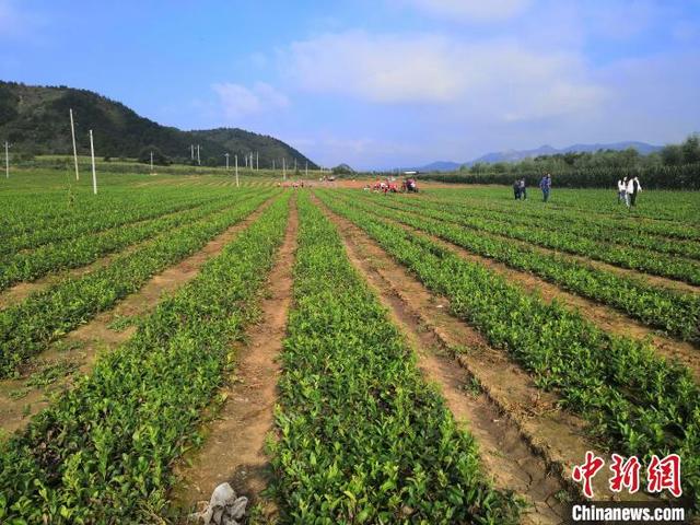 河北隆化县被认定为国家级区域性（中药材）良种繁育基地