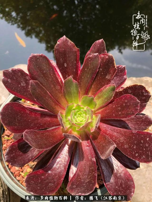 几百个品种，上千盆多肉，风风雨雨养肉人，开开心心每一天