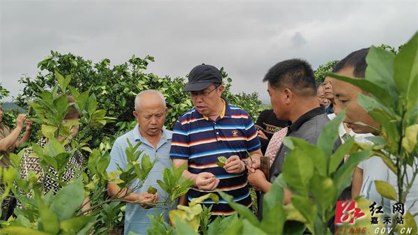 湖南农业大学教授来嘉授课 助力柑橘种植业发展