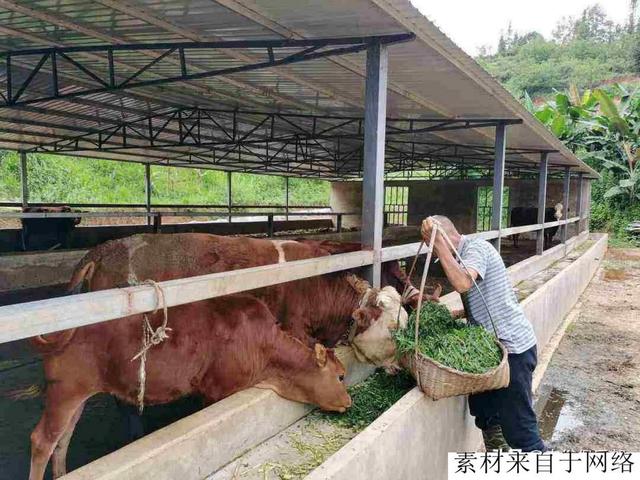 农村常说：有钱人养牛，没钱人养羊！养牛和养羊前景、投资的差距