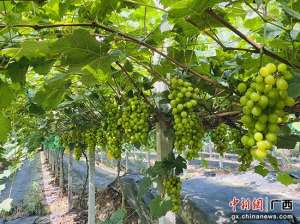 大面积种植玫瑰(广西罗城：葡萄丰收挂满枝 拓宽乡村振兴致富路)