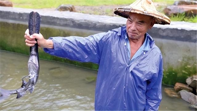 美国鸭嘴鱼已入侵长江？它和白鲟长得很像，会取代灭绝的白鲟吗？