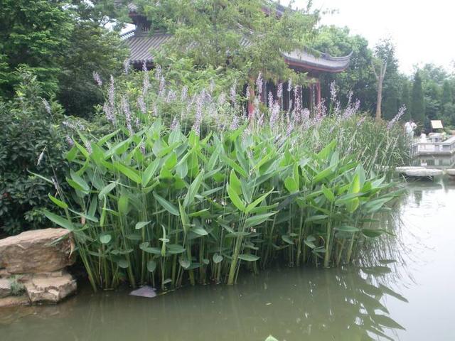 庭院设计师精心总结的15种适合庭院水池栽种的水生植物，建议收藏