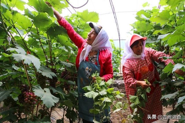 榆树市弓棚镇十三号村的农民朱亚波敢想敢试，让致富之路开满鲜花