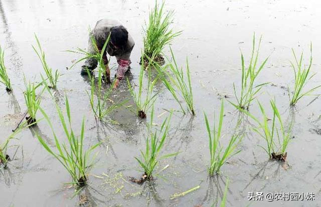 茭白种植需要哪些条件？茭白的种植条件与品种介绍