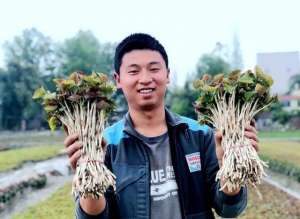 种植蔬菜 利润(成都“95后”小伙回乡种折耳根   年入百万闯出新天地)