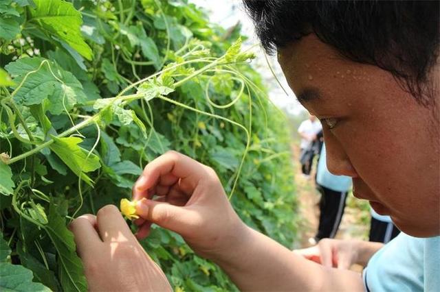 现代农业研究：拱形大棚春萝卜套种苦瓜—红苋菜高效栽培技术