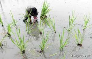 春笋的种植(茭白种植需要哪些条件？茭白的种植条件与品种介绍)