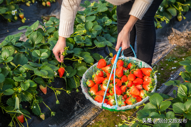 喜上“莓”梢！烟台今年超火的「草莓采摘地」推荐！