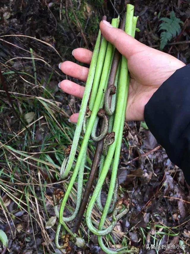 春暖花开，正是采摘蕨菜的好时候，但是其中的危险你知道吗？