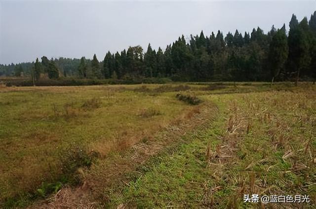 “水稻上山”技术是好还是坏