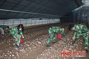 种植羊肚菌视频(鲁山县刘八庄村：羊肚菌丰收“移民村”增收)