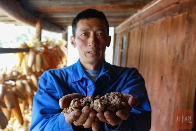 求助！辛苦5年才能收获一季，震区石棉县草科乡20吨中药材重楼滞销