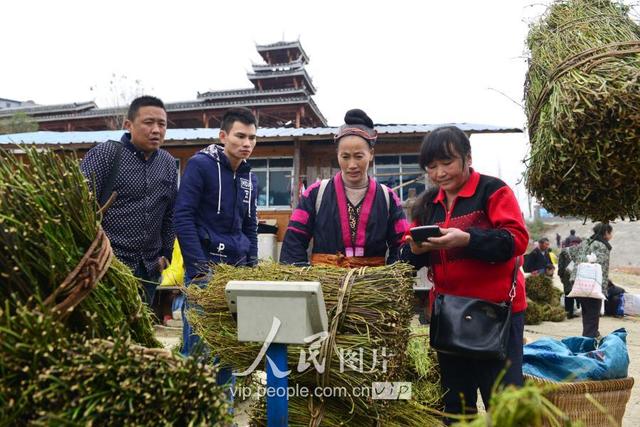 贵州剑河：钩藤“走”出大山闯市场