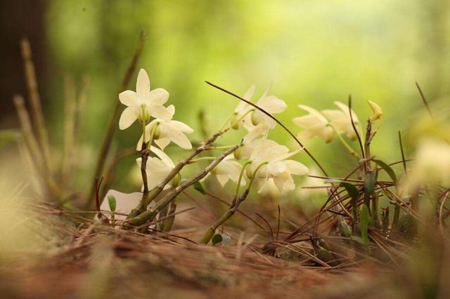 两个点小知识，教你种植霍山石斛