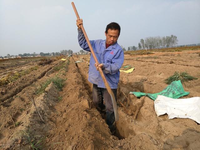 山药丰产高效种植管理，掌握以下施肥技术，保障山药生长快产量高