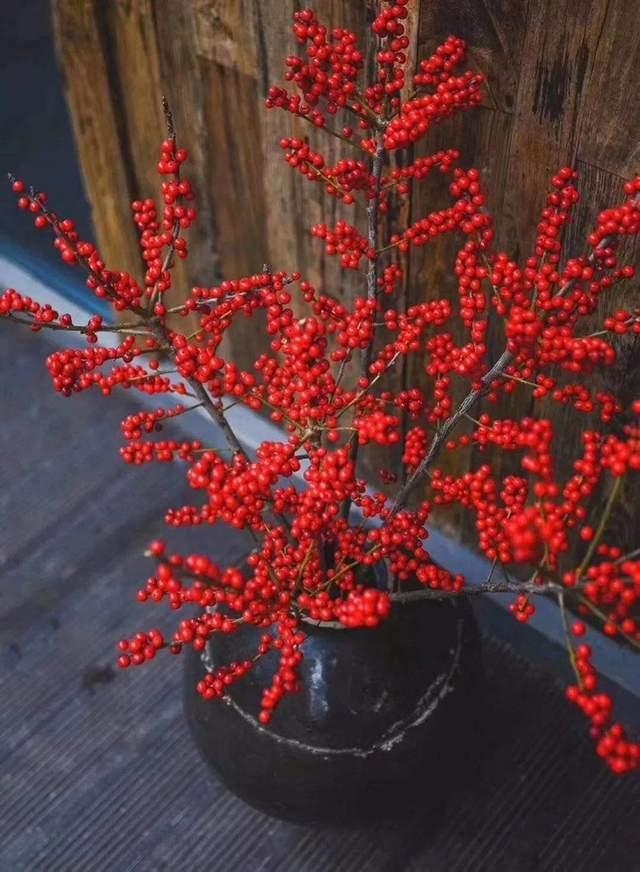 9种“高价花”，有钱也不买，虽然高档又贵气，但一般人养不活