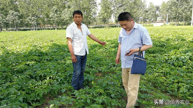 安徽农民种植中药材，发展5年终见成效，用农家特产回馈专家