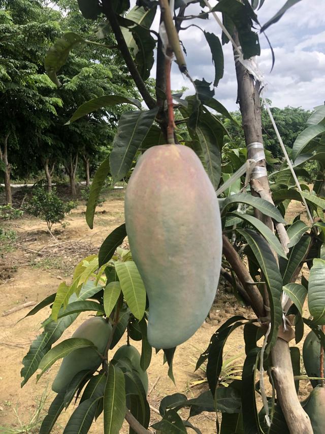 美藤果基地的多样化种植