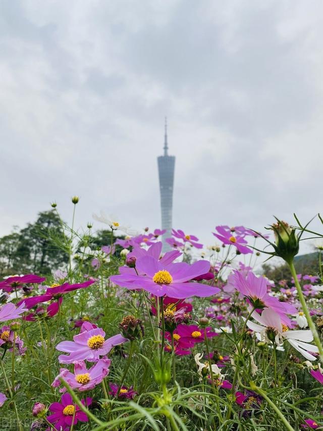 八角莲高产栽培技术，牢记这些技巧，产量高长得好