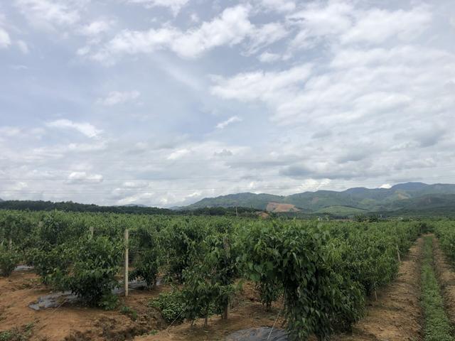 美藤果基地的多样化种植