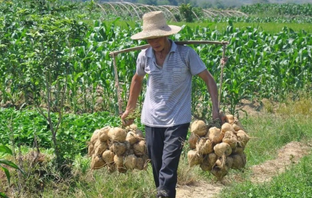 俗称“凉瓜”，半年可长3斤重，曾是零食也是蔬菜，如今很少人种