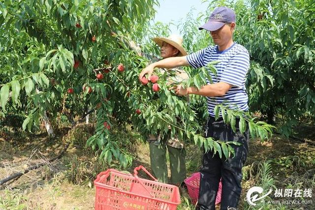 什么是特色种养？这家生态农业公司给出了答案！