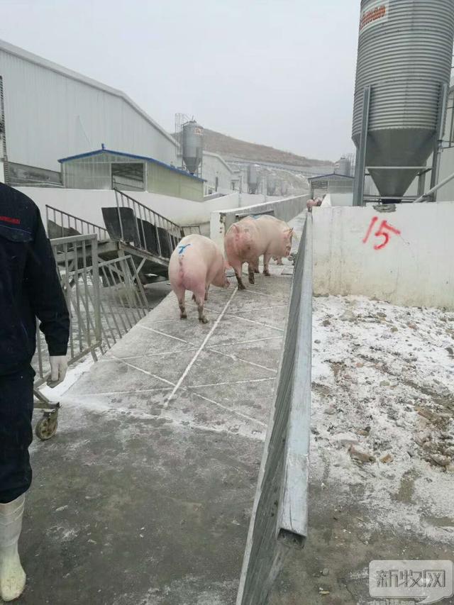 全国狂风暴雪，养鸡的你准备好了么？