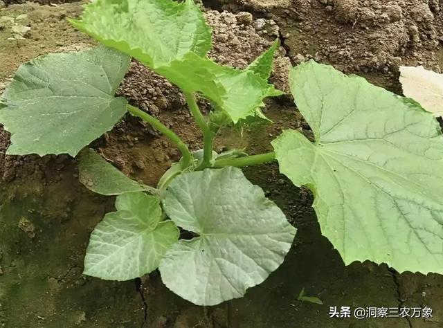 西葫芦种植需要把握10方面的要领，掌握了就能种出优质的西葫芦