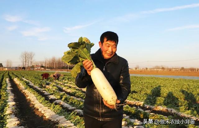 高产萝卜种植技术，实用干货，建议收藏