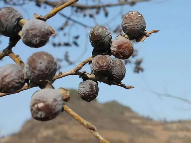 山上这种野果霜打后才好吃，曾是儿时的零食，如今要卖20块钱一斤