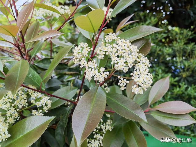 扮靓乡村的红叶石楠“红”了，花开5月，“夏插”5步培苗法育好苗