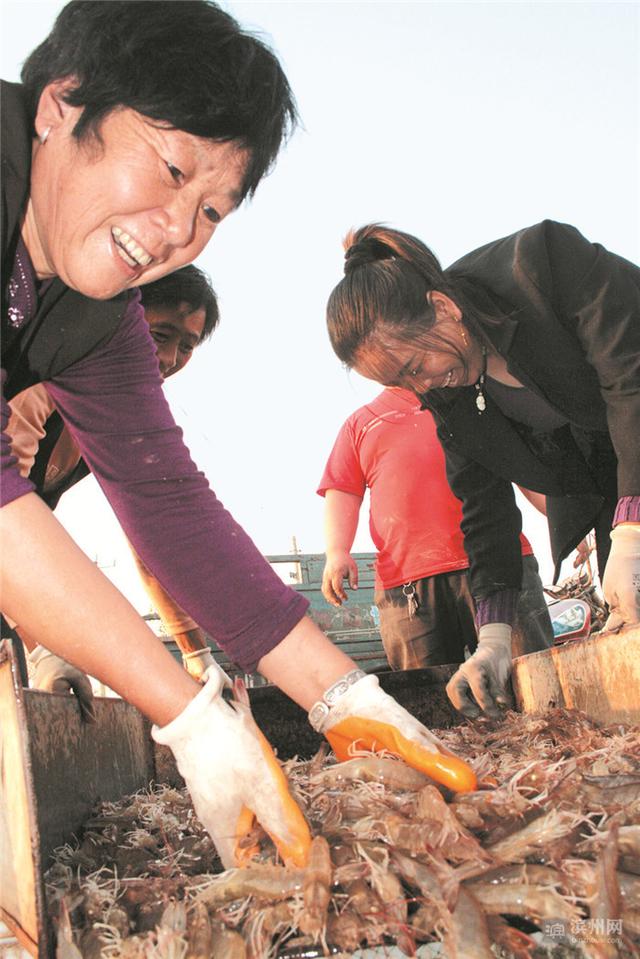 乔庄镇乡村振兴以虾为“媒”南美白对虾养殖面积达3.2万亩